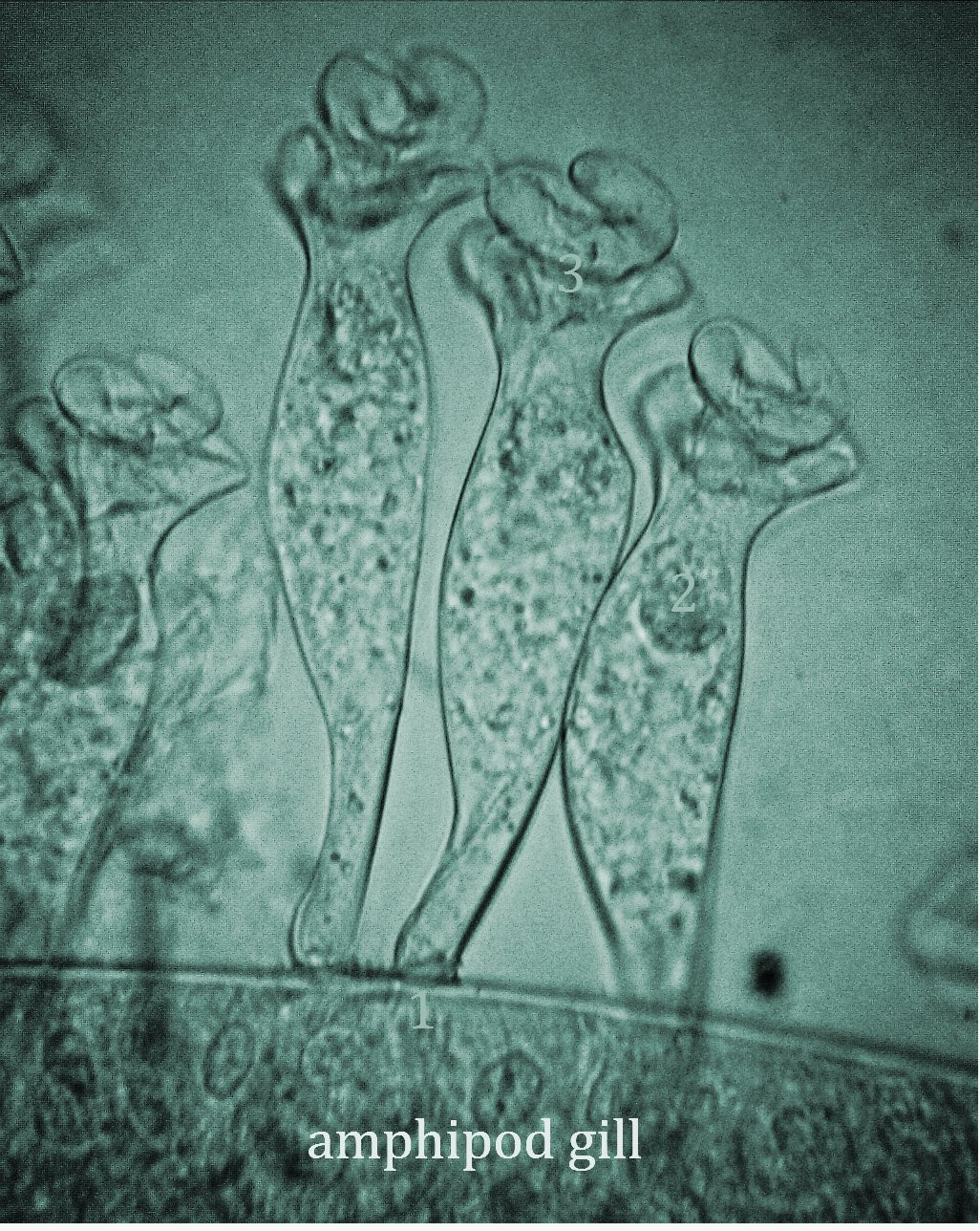 titov12-21July2018-6